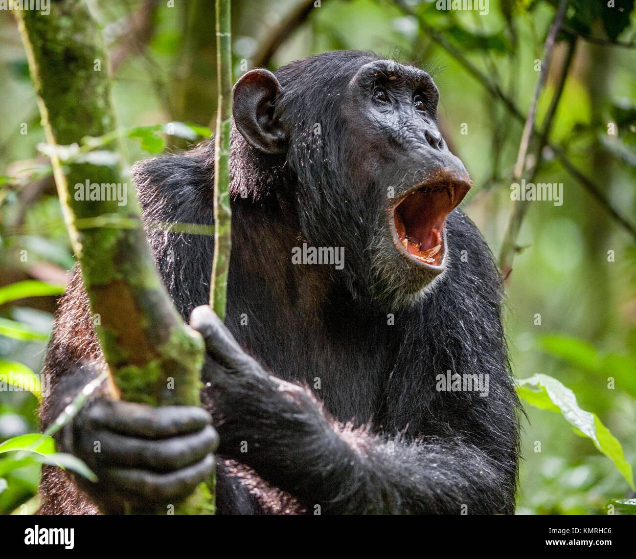 Wütend schrie ein Schimpanse. Der Schimpanse (Pan troglodytes) schreit in regen Wald, die Zeichen an die Verwandten. Stockfoto