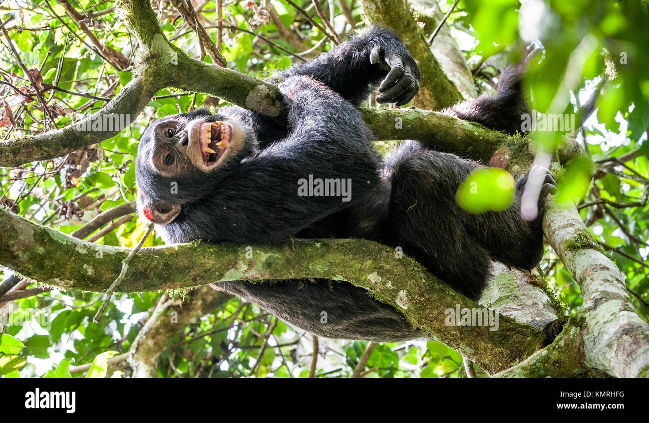 Close up Portrait von Schimpansen (Pan troglodytes) ruht auf dem Baum in den Dschungel. Kibale forest in Uganda Stockfoto