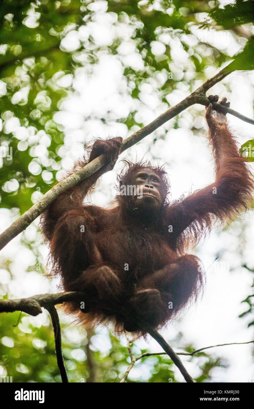 Orang-utan im Baum verzweigt. Bornesischen Orang-utan (Pongo pygmaeus wurmbii) in der wilden Natur. Stockfoto