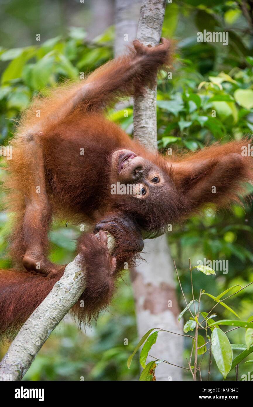 Zentrale bornesischen Orang-utan (Pongo pygmaeus wurmbii) in natürlichen Lebensraum auf dem Baum. Wilde Natur im tropischen Regenwald von Borneo. Stockfoto