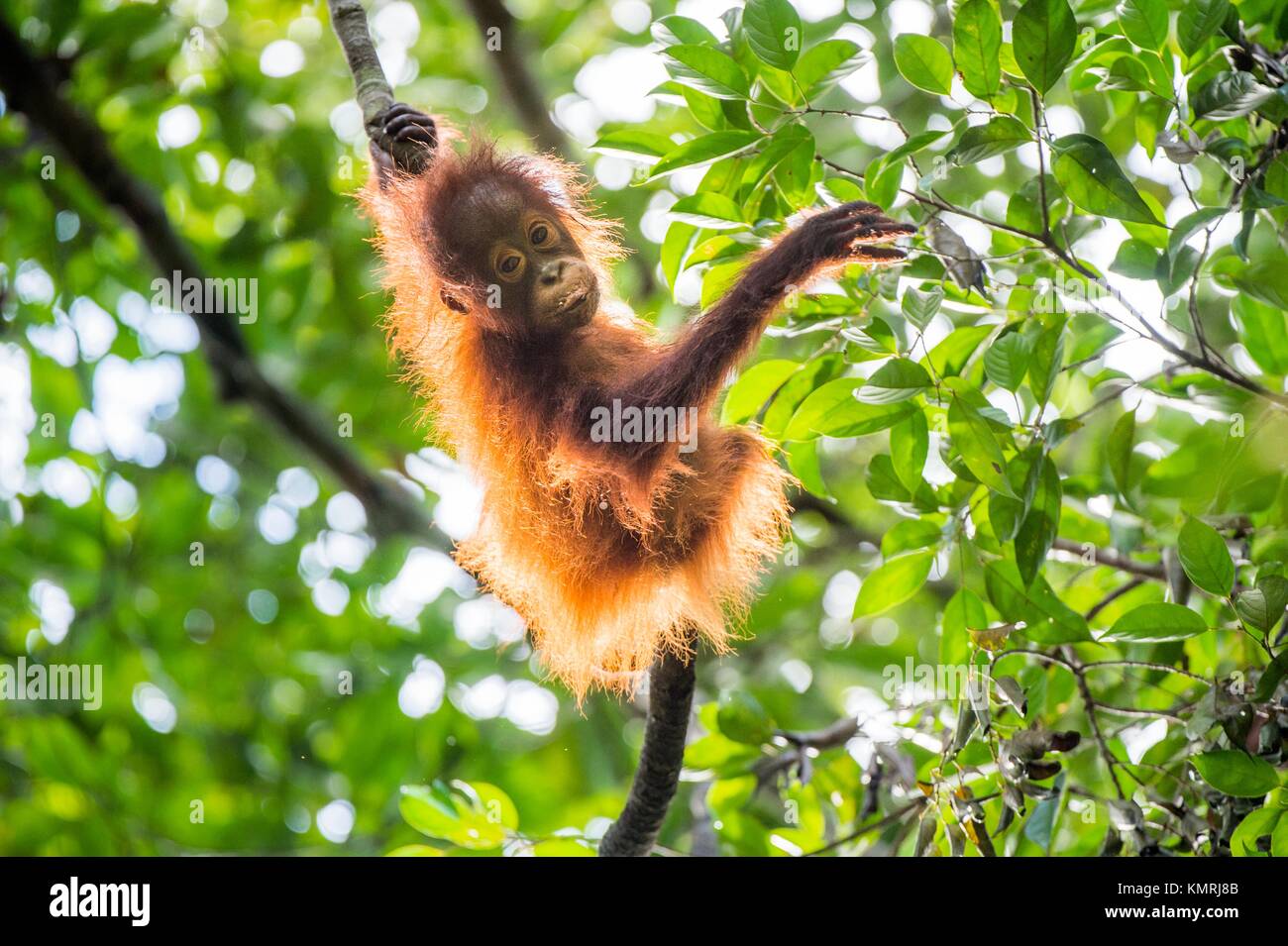Baby Orang-utan (Pongo pygmaeus) auf dem Baum. Natürlichen grünen Hintergrund. Regenwald Dschungel von Borneo, Indonesien. Stockfoto