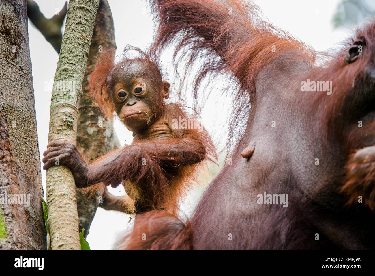 Mutter Orang-utan und Cub in einen natürlichen Lebensraum. Bornesischen Orang-utan (Pongo pygmaeus) wurmmbii in der wilden Natur. Regenwald der Insel Borneo. Indonesien Stockfoto