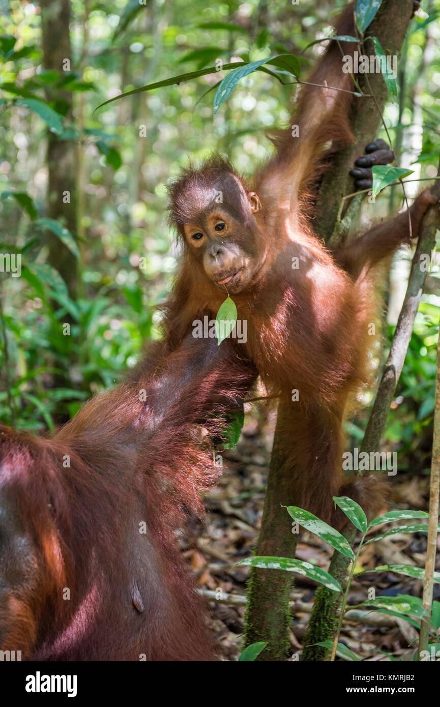 Zentrale bornesischen Orang-utan (Pongo pygmaeus wurmbii) in natürlichen Lebensraum auf dem Baum. Wilde Natur im tropischen Regenwald von Borneo. Stockfoto