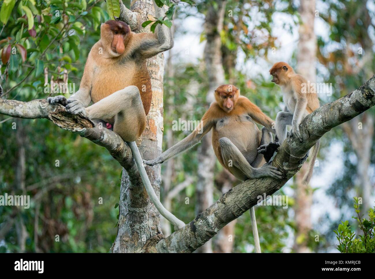 Familie von Nasenaffen in einem Baum. Proboscis Affen (Nasalis larvatus) sitzt auf einem Baum in der Natur grün auf Borneo. Regenwald der Insel Borneo. Ich Stockfoto