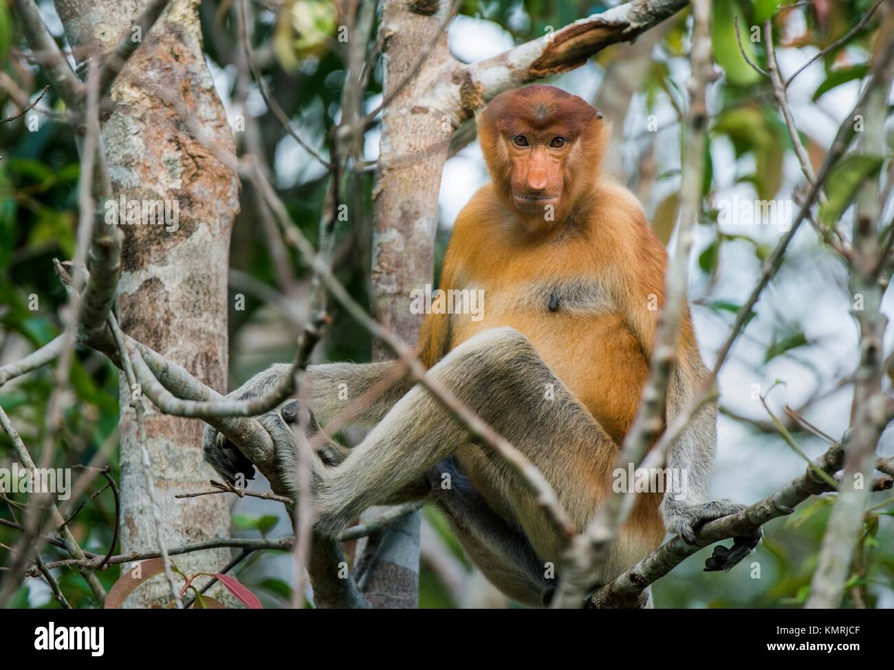 Süße männliche Proboscis Affen (Nasalis larvatus) sitzt auf einem Baum in der Natur grün auf Borneo, Indonesien. Stockfoto