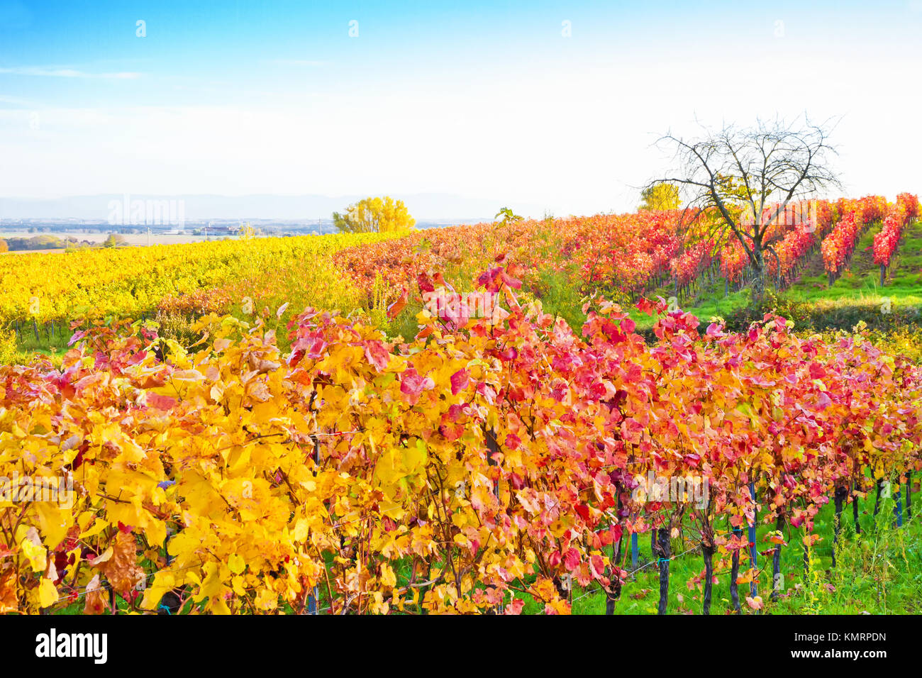 Herbst in der Pfalz, Deutschland Stockfoto