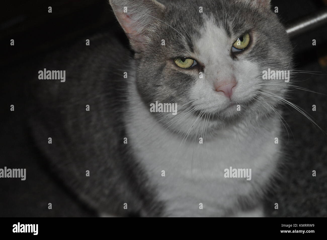 Fette Katze/verwöhnte Katze Stockfoto