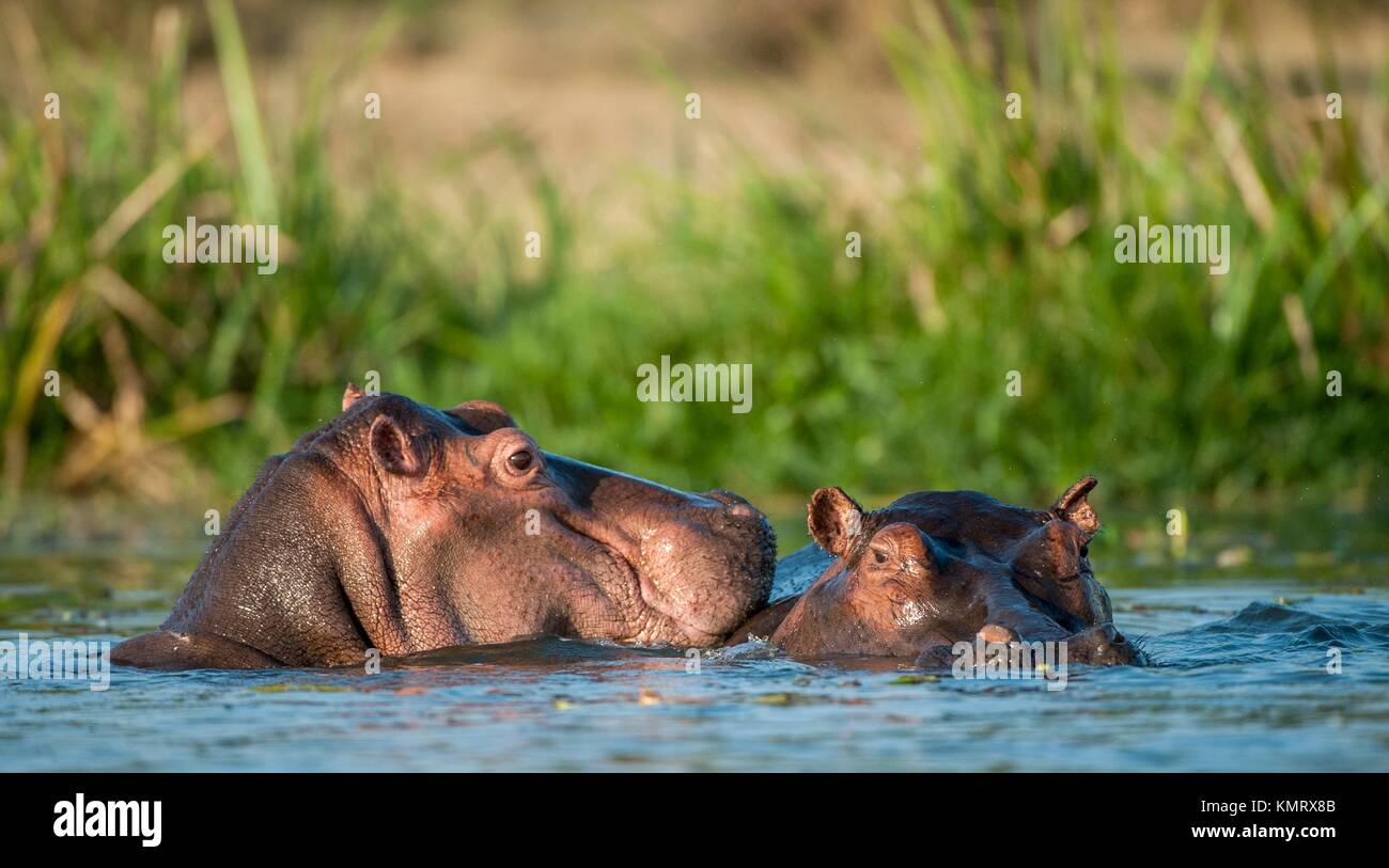 Zwei gemeinsame Nilpferd im Wasser. Die gemeinsame Flusspferd (Hippopotamus amphibius), oder Hippo. Afrika Stockfoto