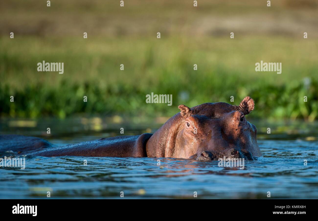 Gemeinsame Nilpferd im Wasser. Die gemeinsame Flusspferd (Hippopotamus amphibius), oder Hippo. Afrika Stockfoto