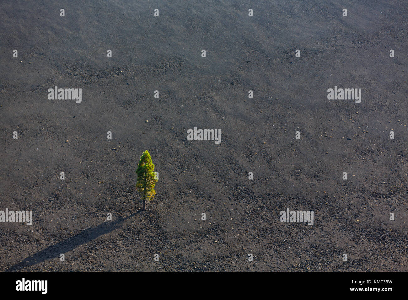 Baum wächst in vulkanischer Asche Stockfoto