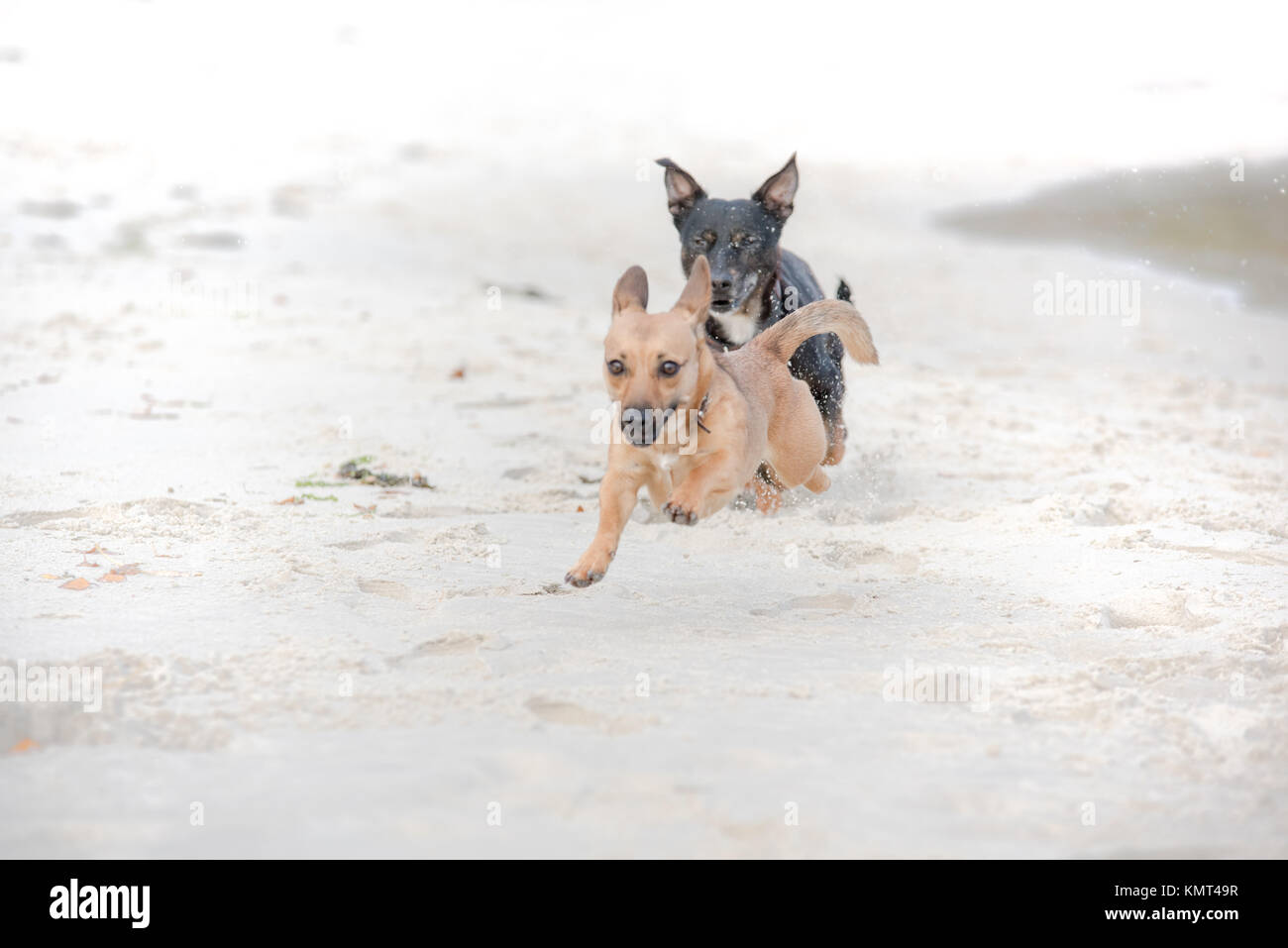 Freudiger Hund jagen an einem Strand - Zwei glückliche Hunde spielen Stockfoto