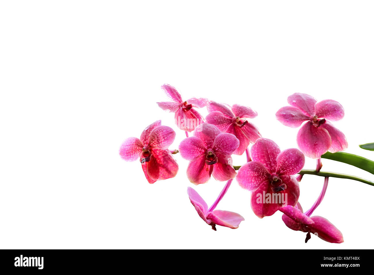 Schöne rosa Orchidee isoliert auf weißem Hintergrund Stockfoto