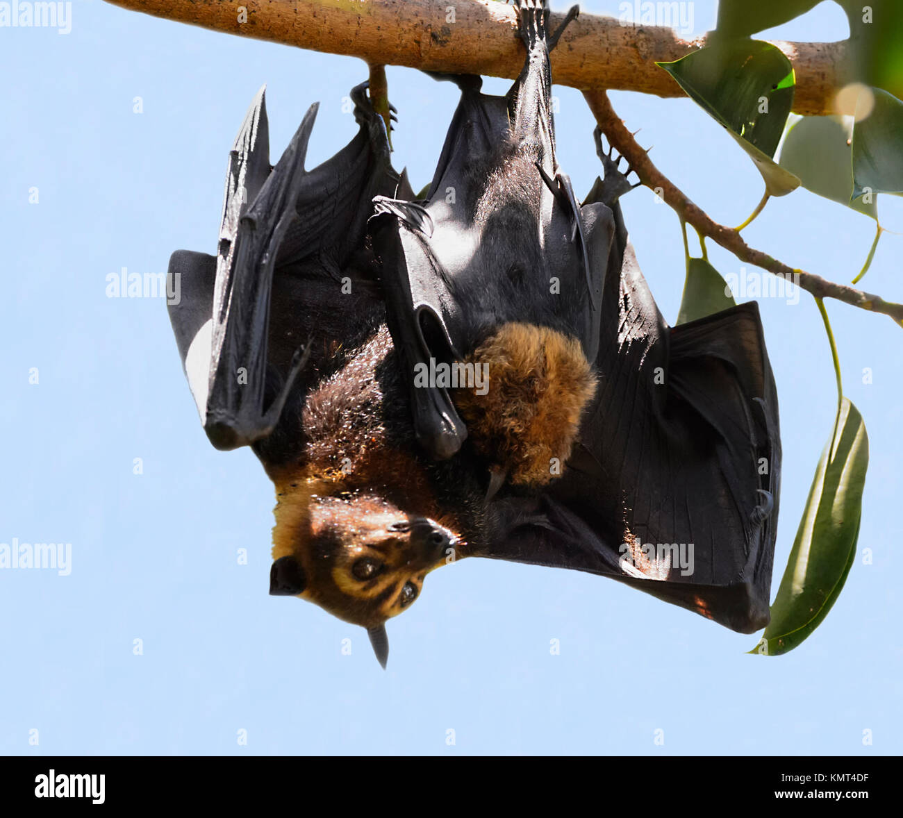 Spectacled Flying Fox oder Spectacled Obst bat (Pteropus conspicillatus) mit einem Baby. Es ist ein megabat, die in Queensland, Australien leben Stockfoto