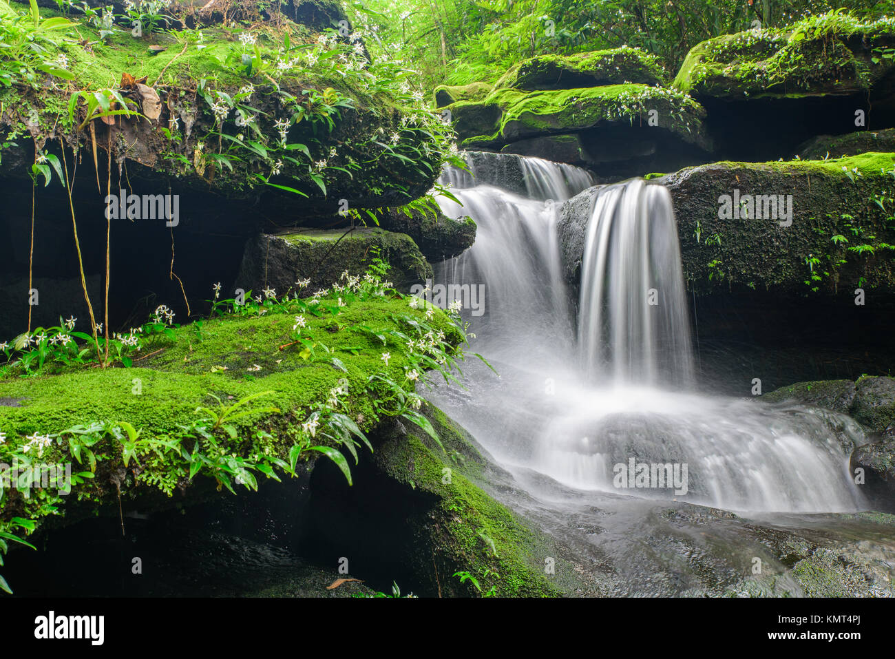 Landschaft mit Wasserfall im tiefen Regenwald von Bolaven Plateau, Champasak mit grünen Mos und kleinen weissen Blüten. Stockfoto