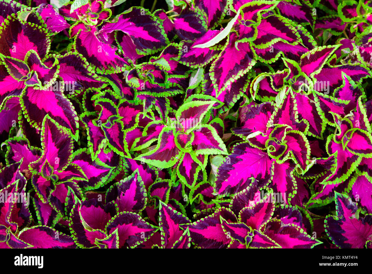Coleus Blätter auch gemalt Brennnessel genannt, Flame Nettle. rosa, violett und grün Hintergrund Textur, Ansicht von oben. Stockfoto