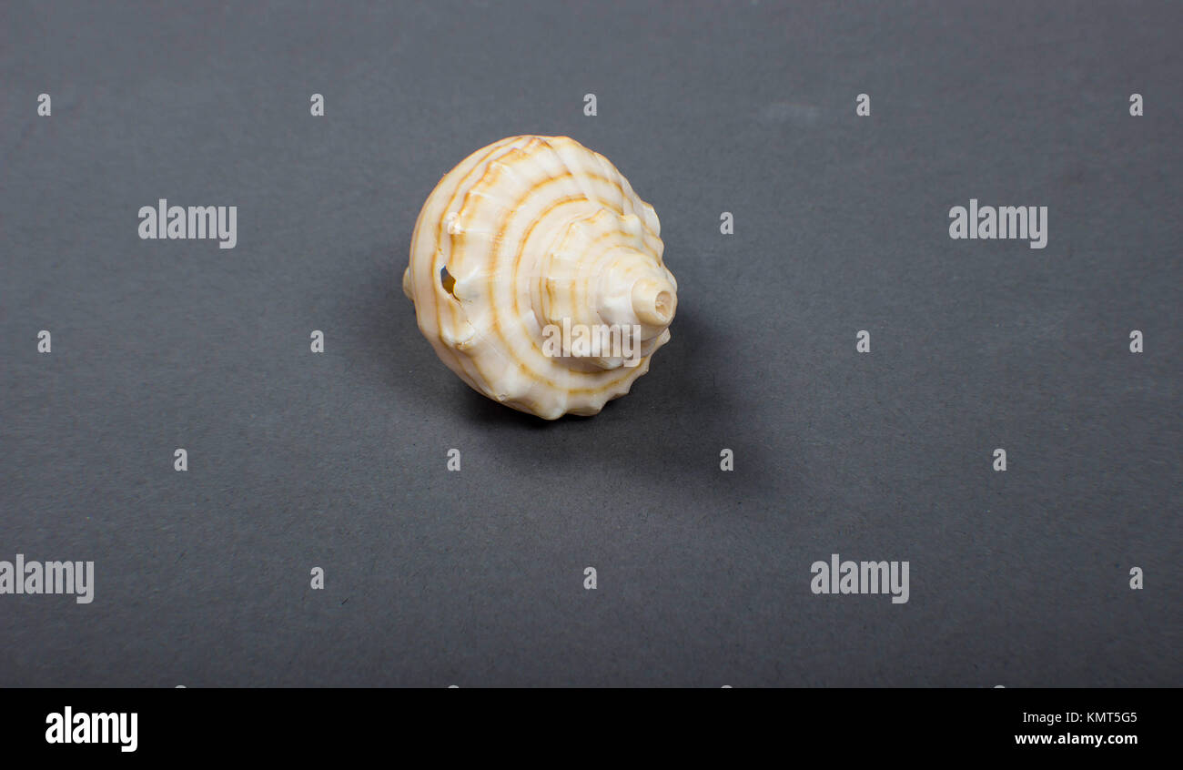 Nahaufnahme der conch oder Sea Shell, beige-weiß gestreift, Sea life Stockfoto