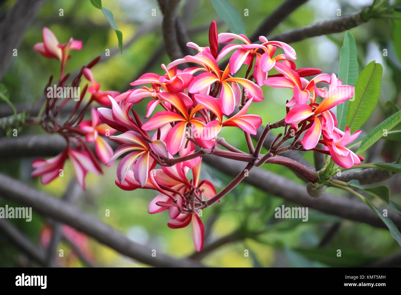 Schöne rote Blume Bush, Plumeria oder Frangipani Blüte am Baum Stockfoto