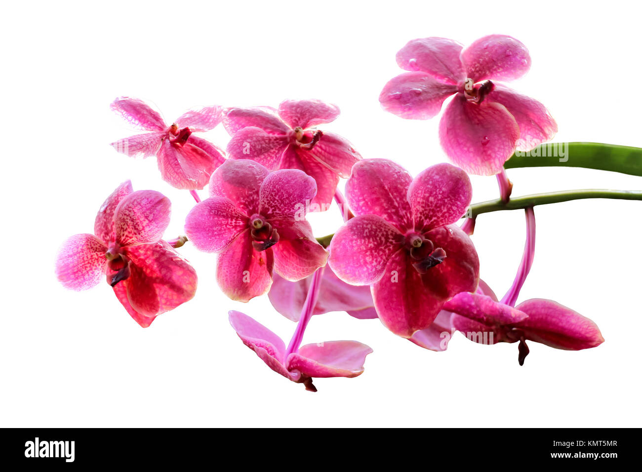 Schöne rosa Orchidee isoliert auf weißem Hintergrund Stockfoto
