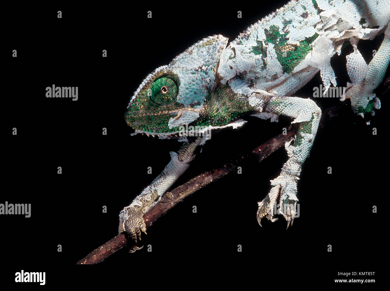 Indische Chamäleon (Chameleon zeylanicus) Shedding seine Haut Stockfoto