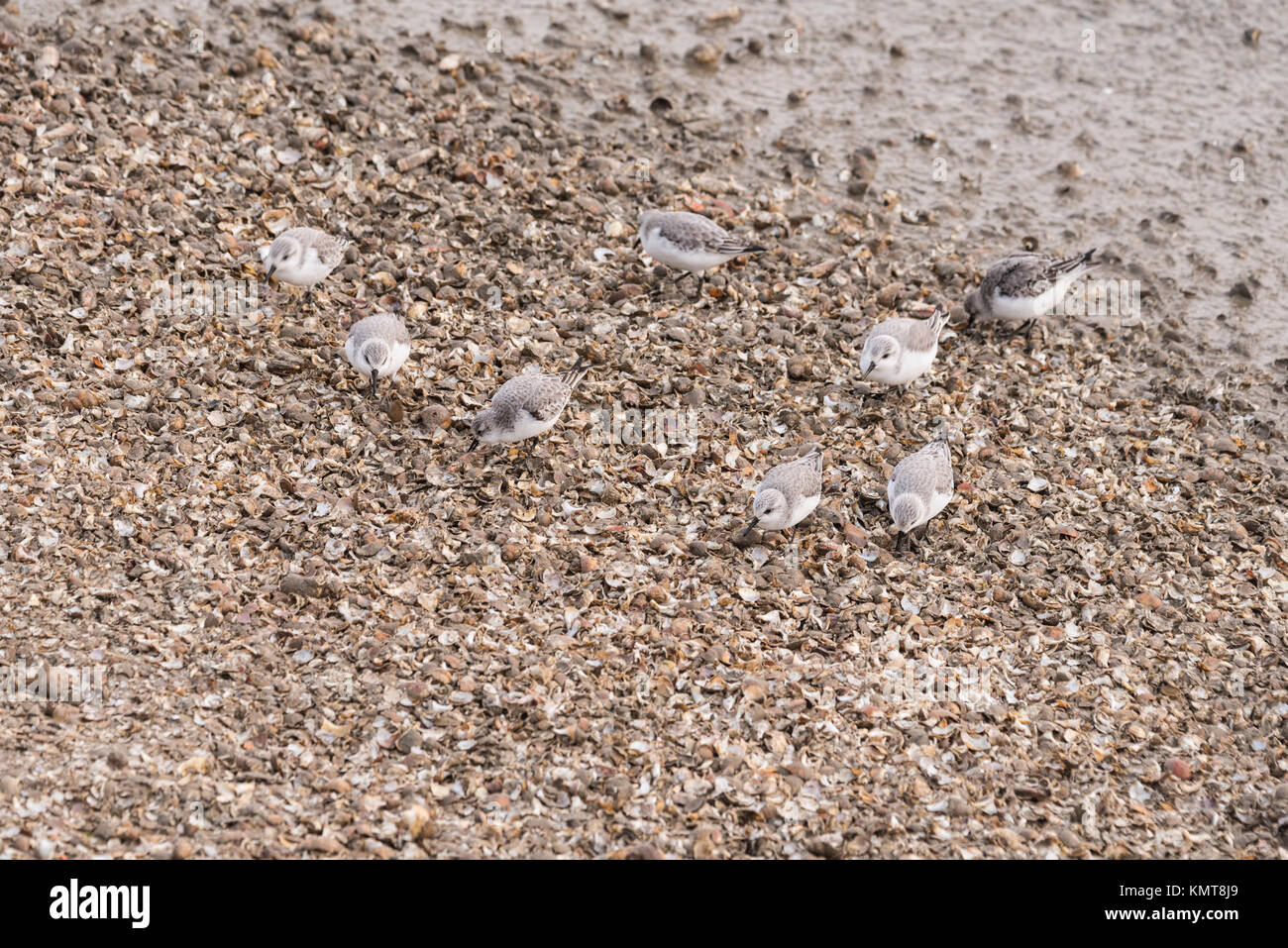 Sanderling (Calidris alba) Herde füttern Stockfoto