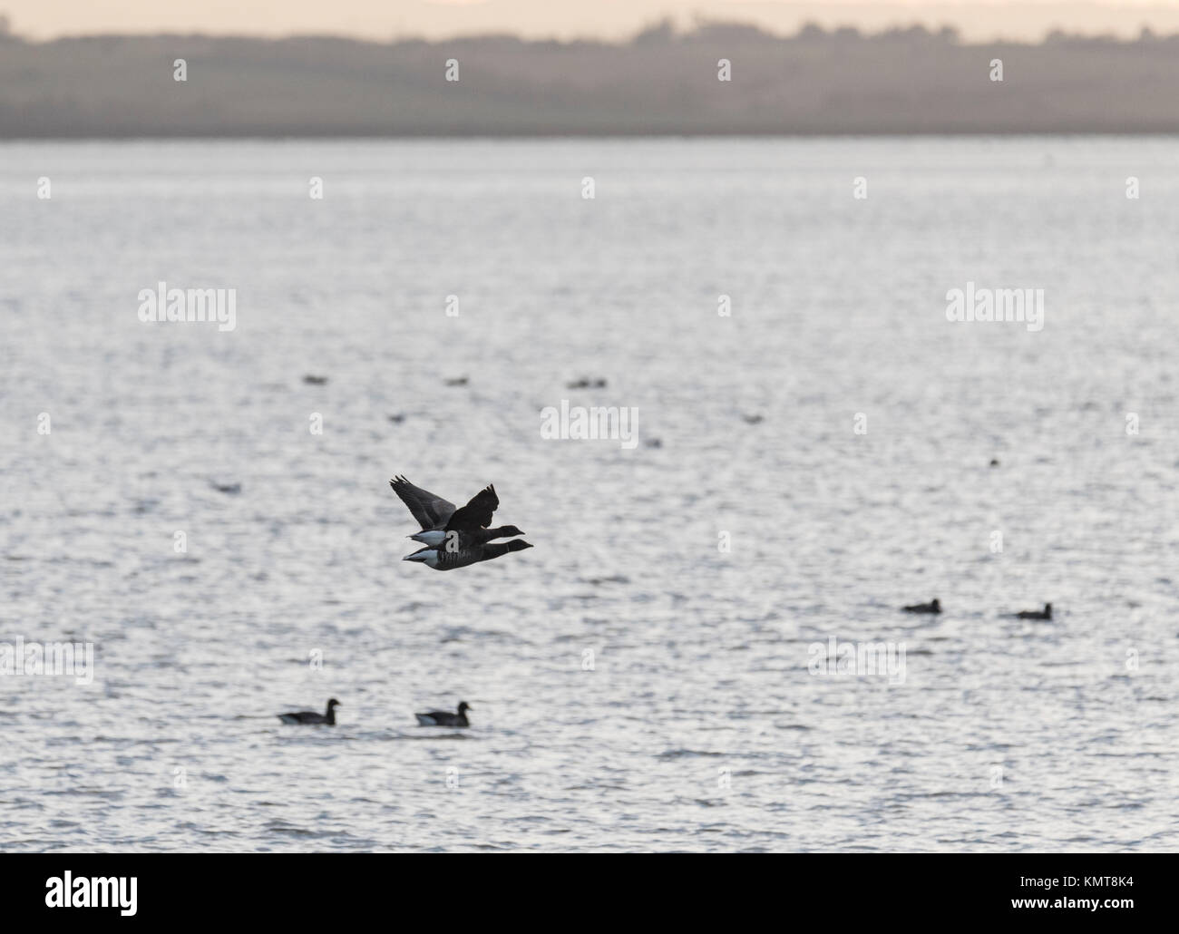 Zwei Brent-Gänse (Branta bernicla) fliegen über die Themsmündung Stockfoto