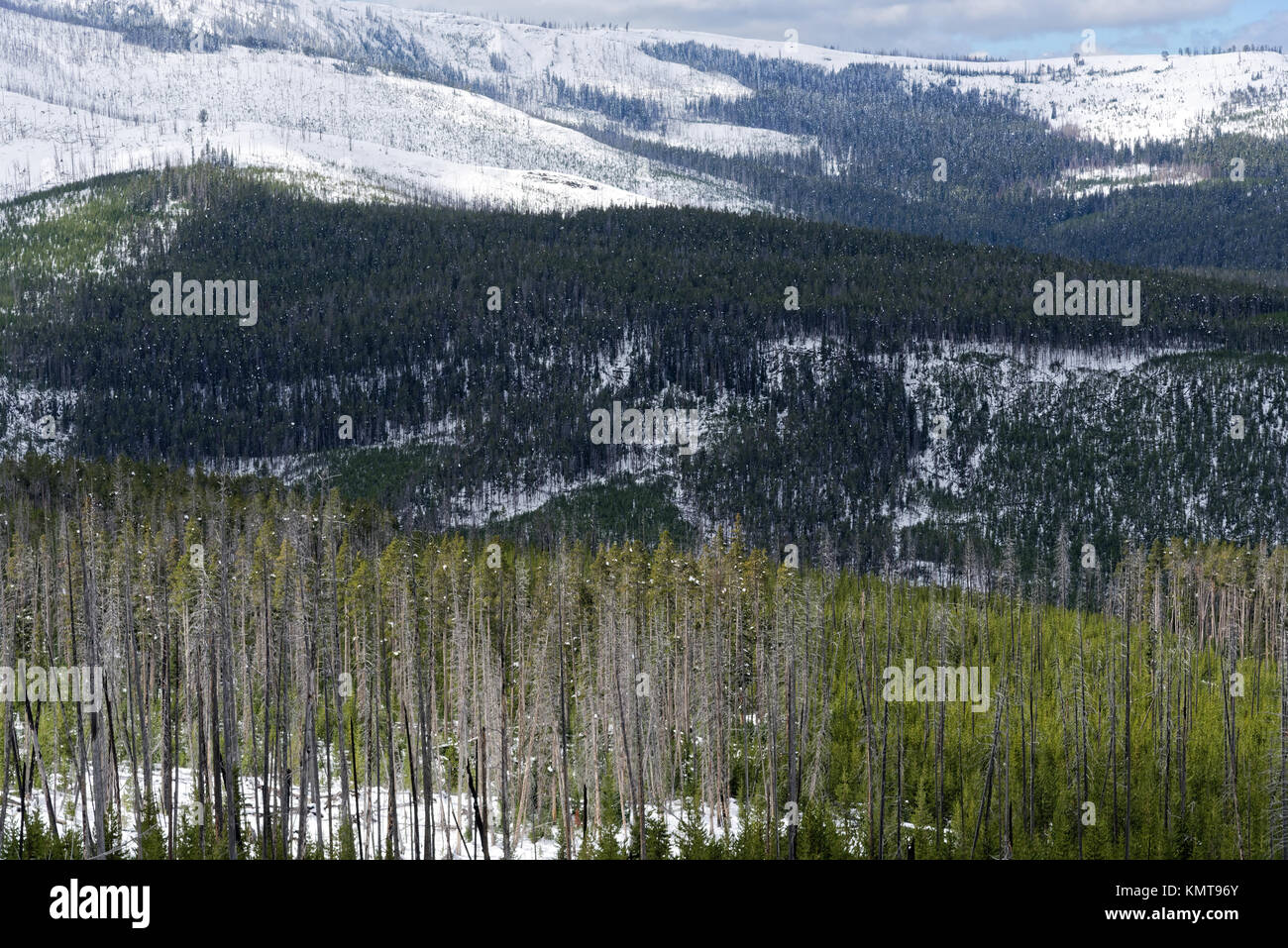Bäume im Schnee in Yellowstone National Park, Wyoming Stockfoto