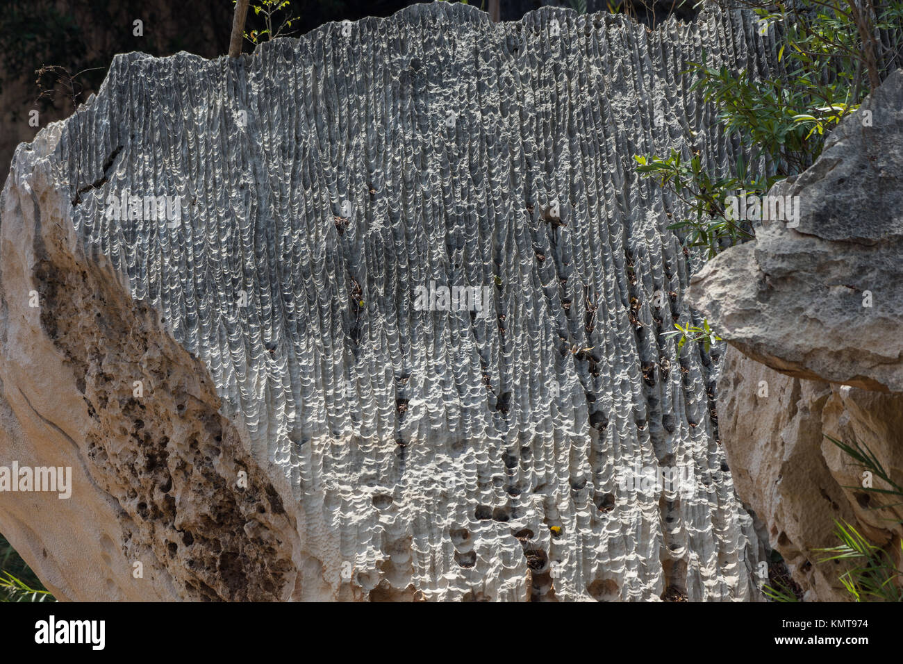 Detaillierte Textur durch Verwitterung an der Oberfläche des Kalkstein zutage. Tsingy de Bemaraha National Park. Madagaskar, Afrika. Stockfoto