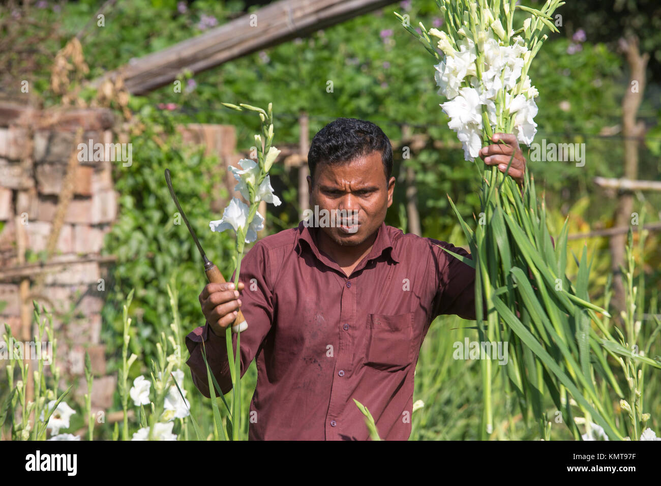 Drei Arbeiter zupfen gladiolus Blumen in seinem Feld am Shyampur Dorf Savar, Dhaka, Bangladesch. Stockfoto