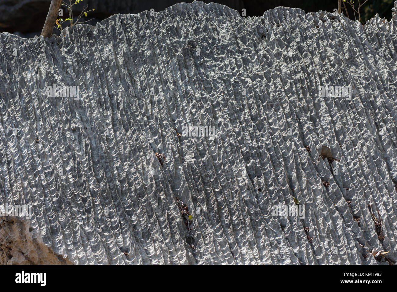 Detaillierte Textur durch Verwitterung an der Oberfläche des Kalkstein zutage. Tsingy de Bemaraha National Park. Madagaskar, Afrika. Stockfoto