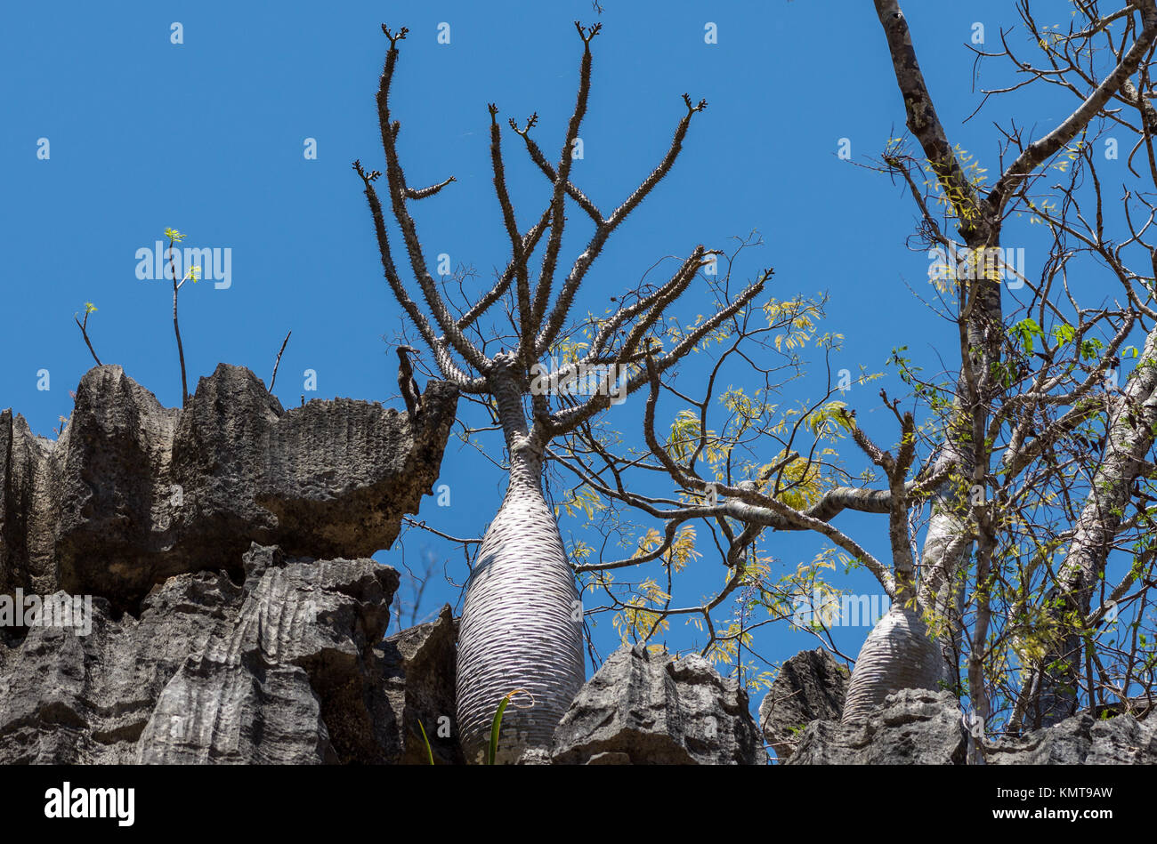 Madagaskar Flasche Baum (Pachypodium baronii) wächst auf Kalkfelsen in Tsingy de Bemaraha National Park. Madagaskar, Afrika. Stockfoto