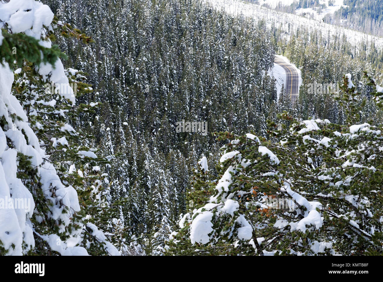 Yellowstone Loop Road im Schnee bedeckte Bäume Stockfoto