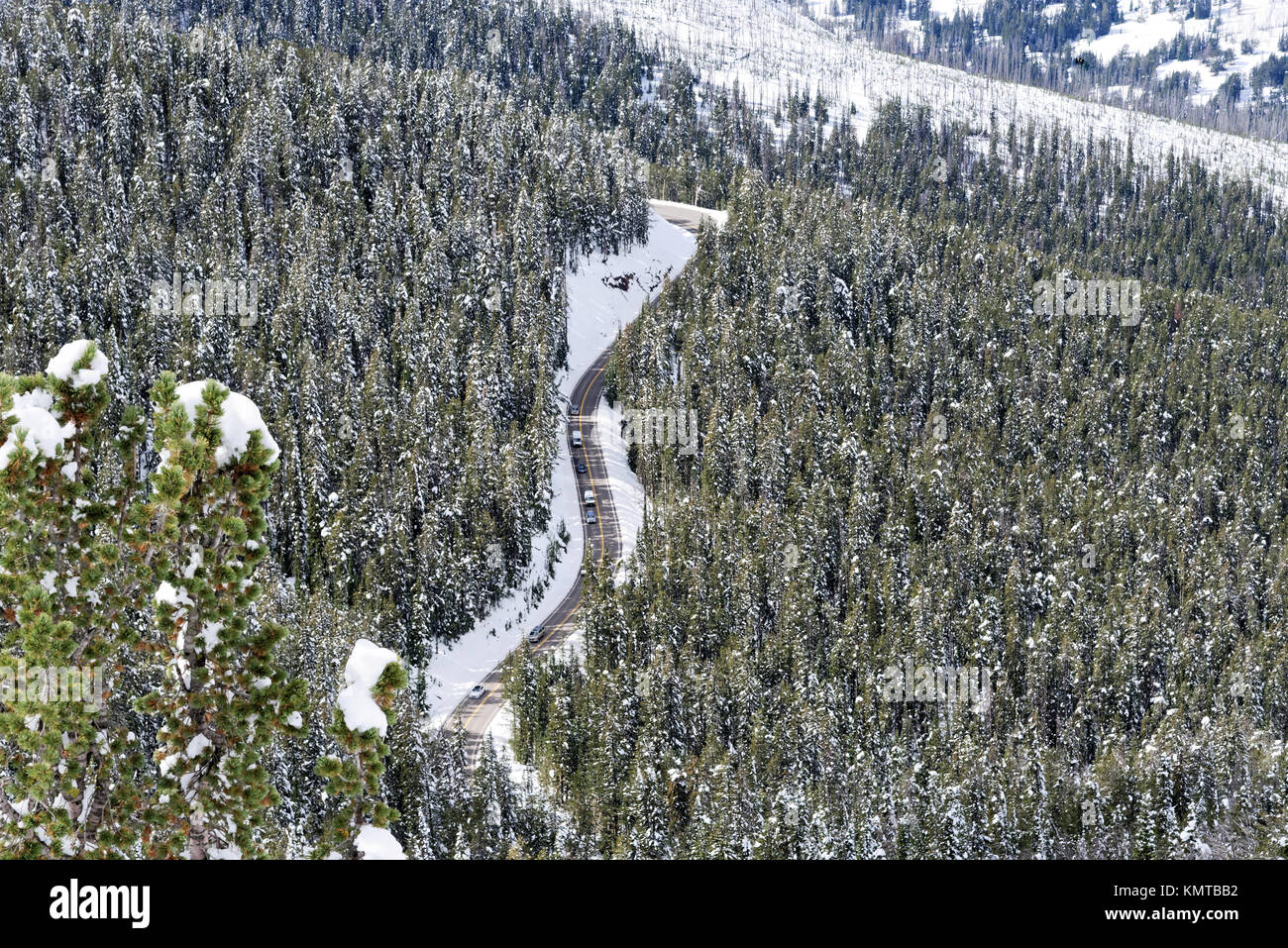 Yellowstone Loop Road im Schnee bedeckte Bäume Stockfoto