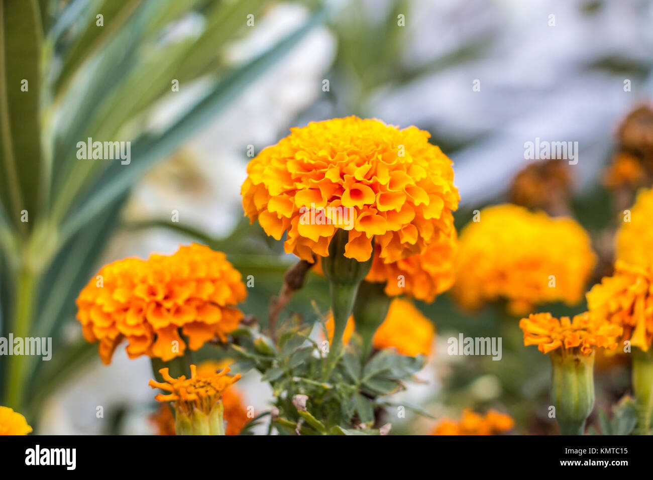 Gelbe Blumen auf die grünen Felder der Türkei Stockfoto