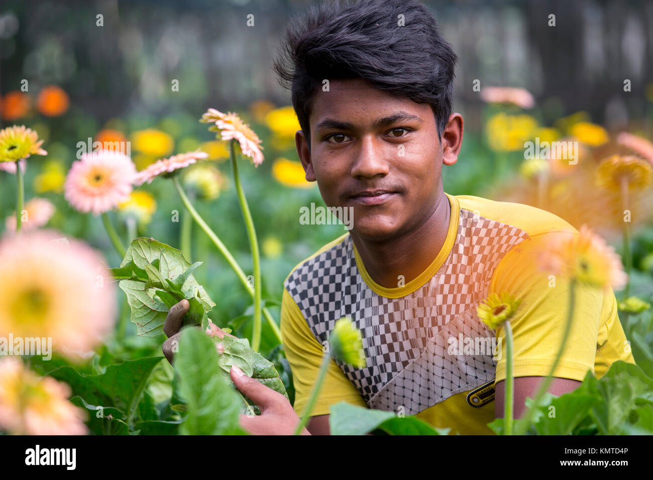 Die gerbera Anbau an einem privaten grünen Haus Bauernhof in savar, Dhaka, Bangladesch. Stockfoto