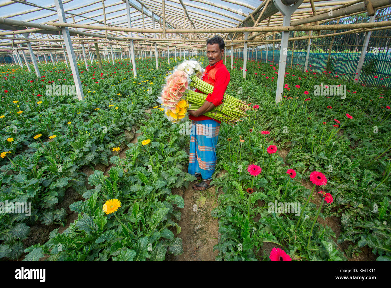 Abdul Karim Alter 32, eine gerbera Green House Farm worker. Stockfoto