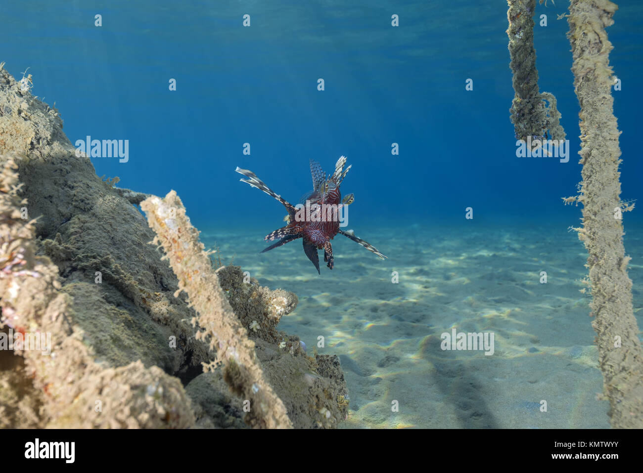 Red Rotfeuerfische (Pterois volitans) in der Nähe von Wracks Stockfoto