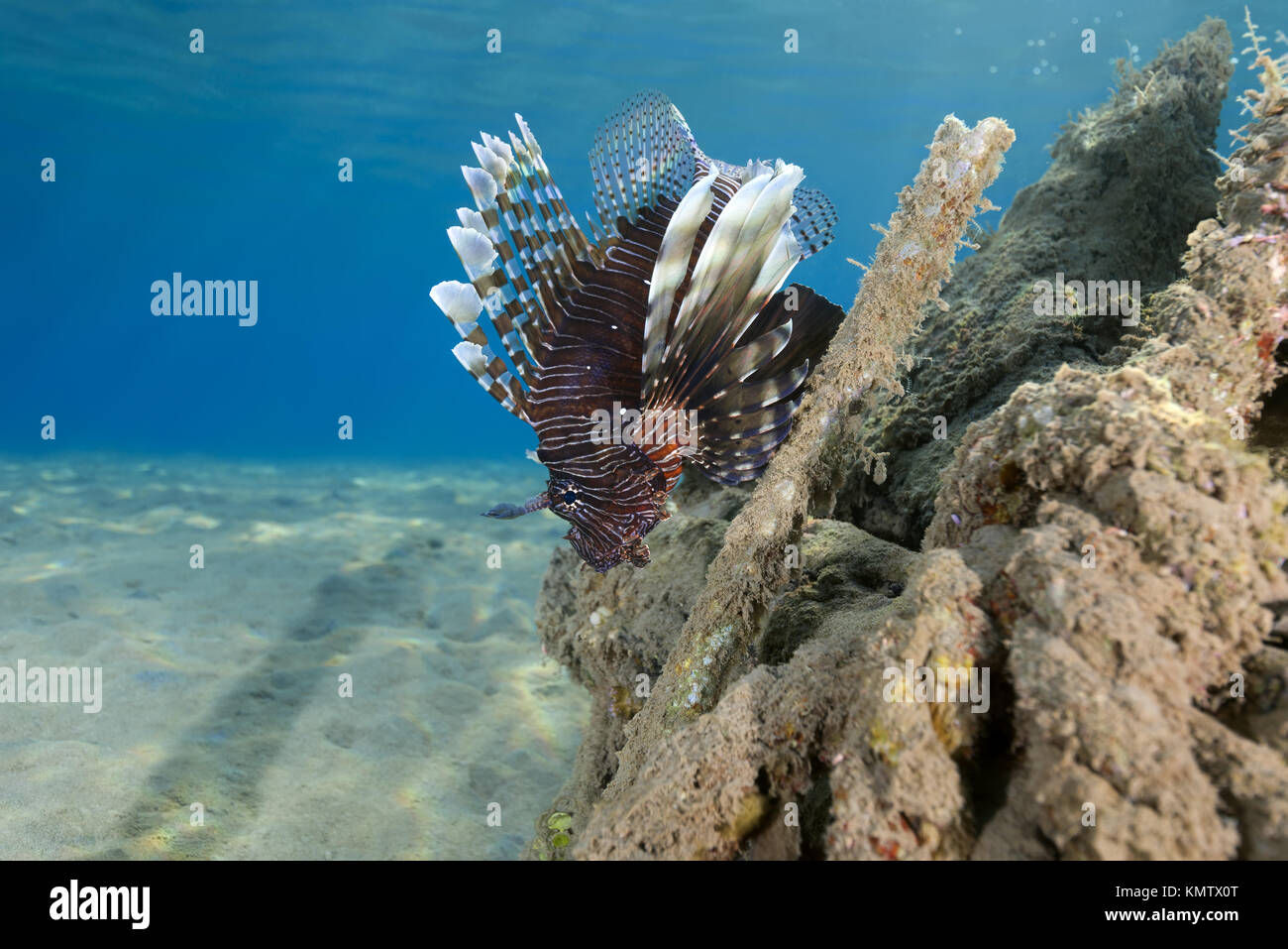 Red Rotfeuerfische (Pterois volitans) in der Nähe von Wracks Stockfoto