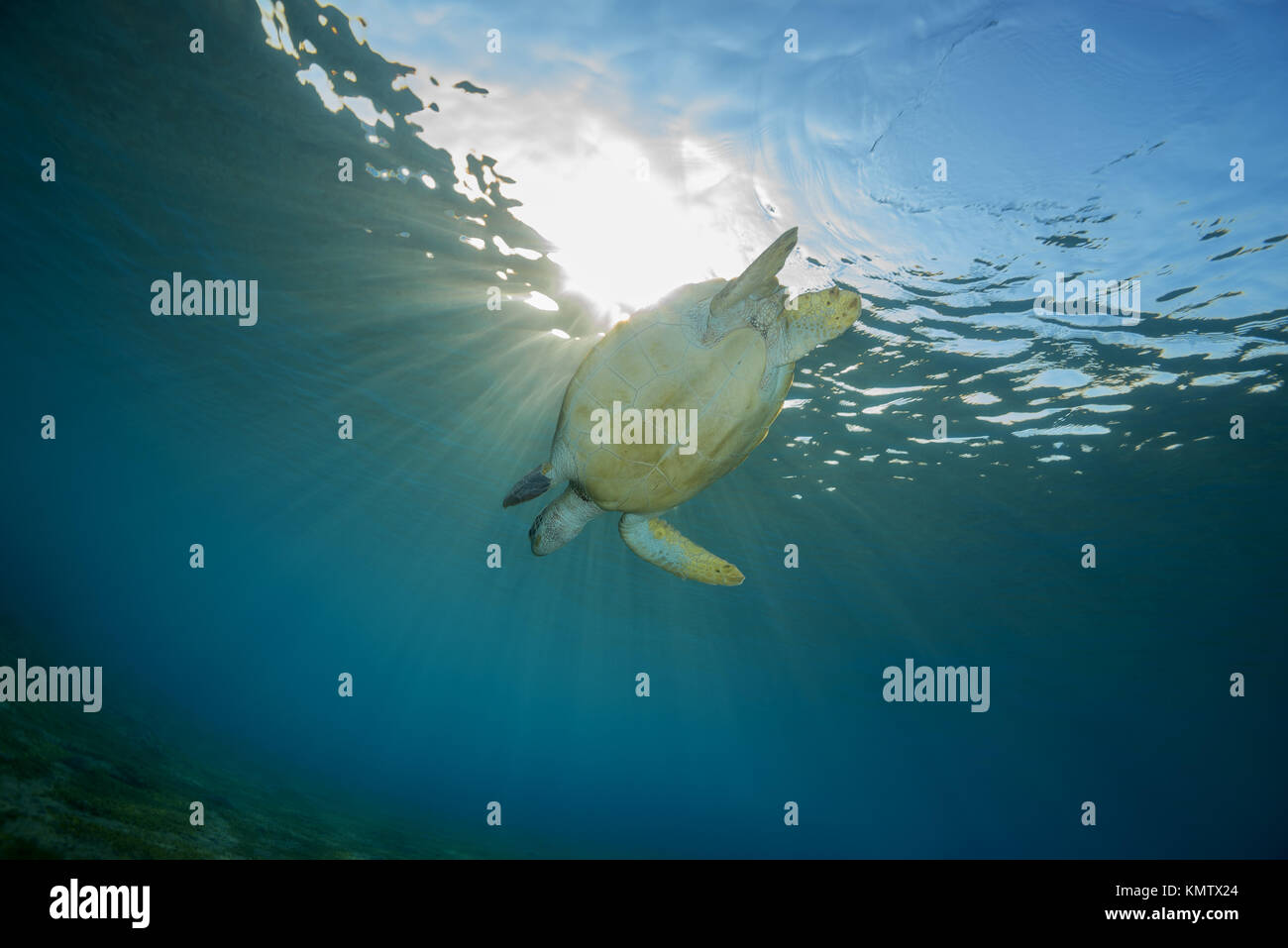 Grüne Meeresschildkröte (Chelonia mydas) die Tauchgänge an der Unterseite Stockfoto