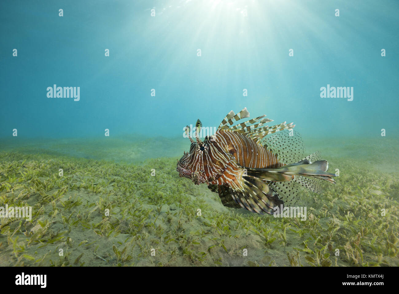Giftiger Fisch Roter Lionfisch (Pterois volitans) schwimmt in Sonnenstrahlen über den Boden mit Meergras im Flachwasser Stockfoto