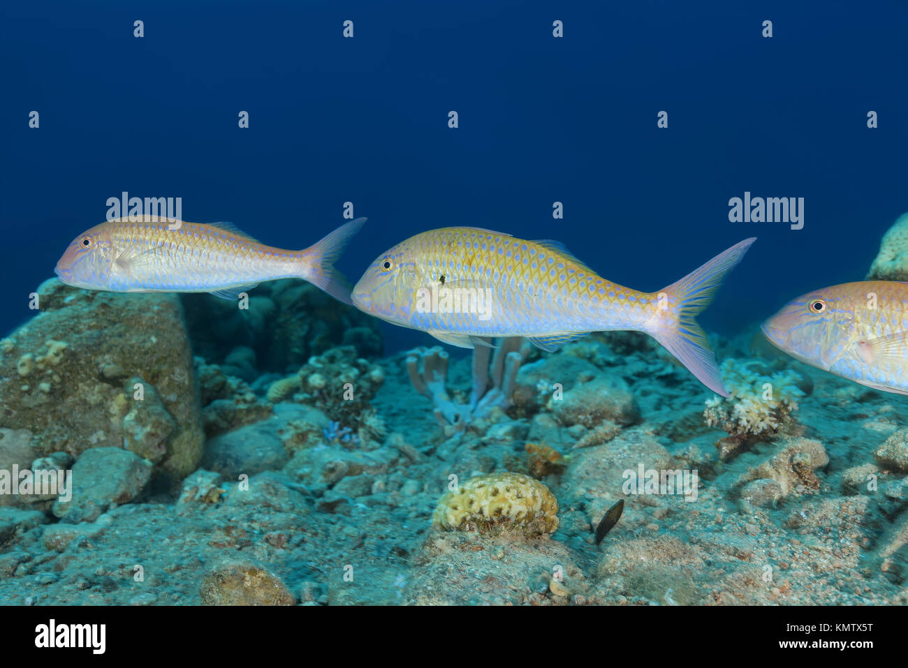 Gruppe von Zinnober Meerbarben (Parupeneus heptacanthus) Stockfoto