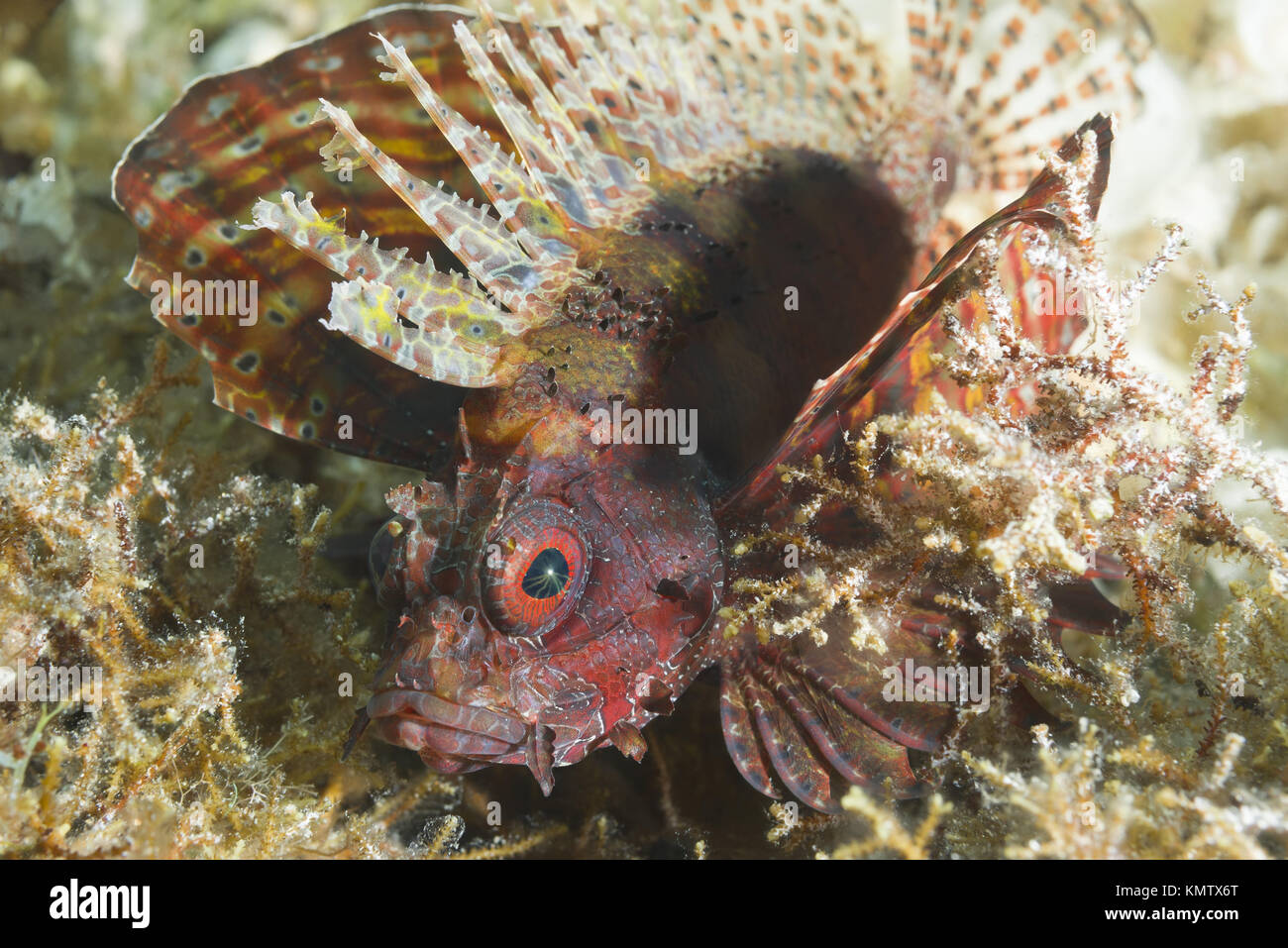 Giftige fische Zebra Lionfish (Dendrochirus zebra) verbirgt unter Algen im flachen Wasser Stockfoto