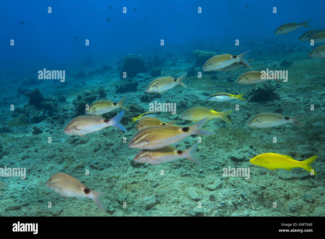 Schule der Meerbarben - Twospot Meerbarben (Parupeneus rubescens), Goldspotted Meerbarben (Parupeneus cyclostomus) und das Rote Meer Barben (Parupeneus fo Gemischt Stockfoto