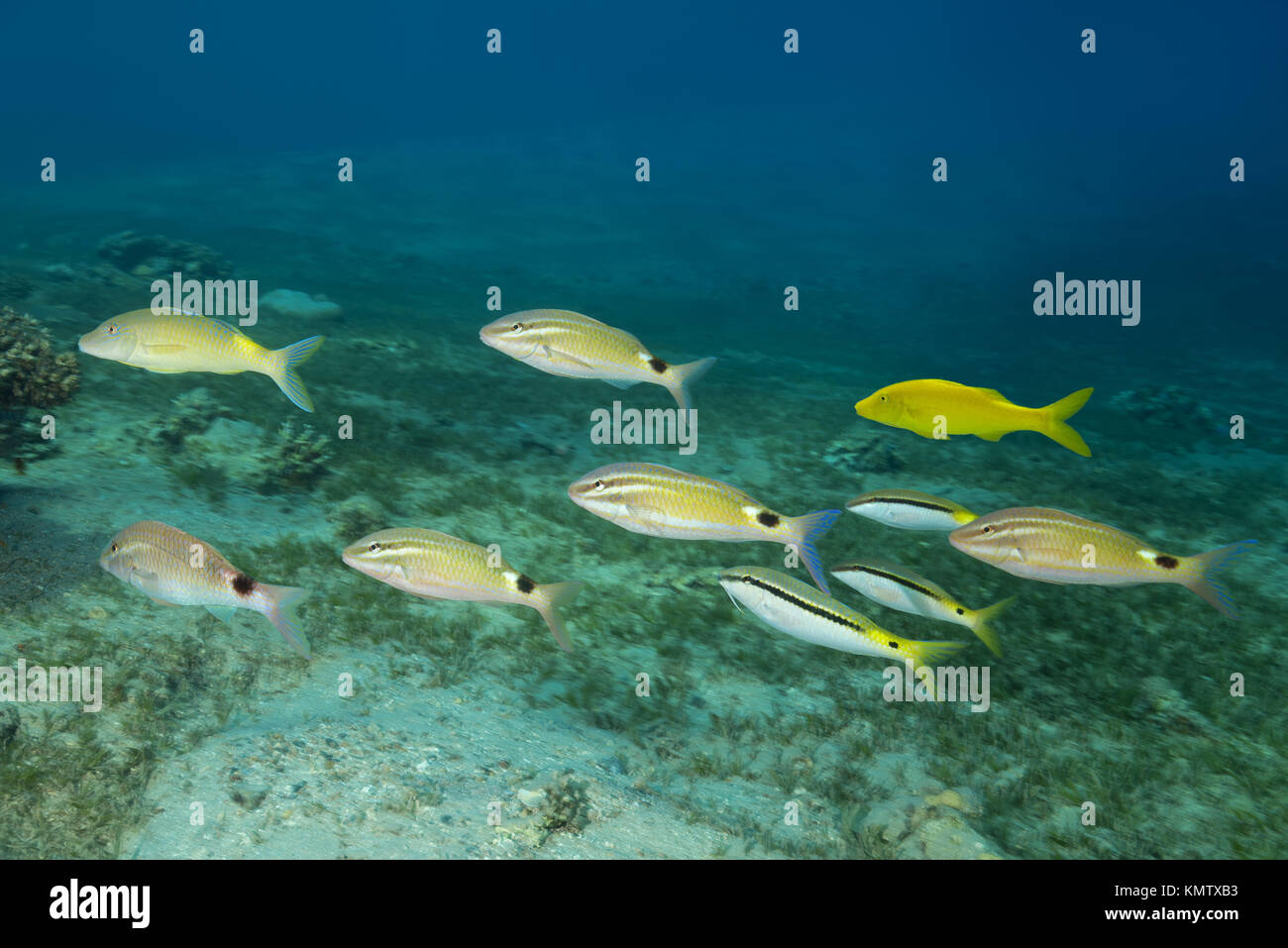 Schule der Meerbarben - Twospot Meerbarben (Parupeneus rubescens), Goldspotted Meerbarben (Parupeneus cyclostomus) und das Rote Meer Barben (Parupeneus fo Gemischt Stockfoto