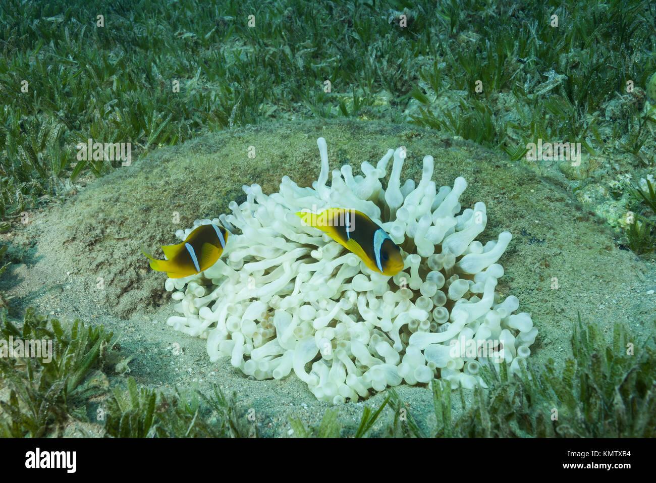 Gyrostoma haddoni Fotos und Bildmaterial in hoher Auflösung Alamy