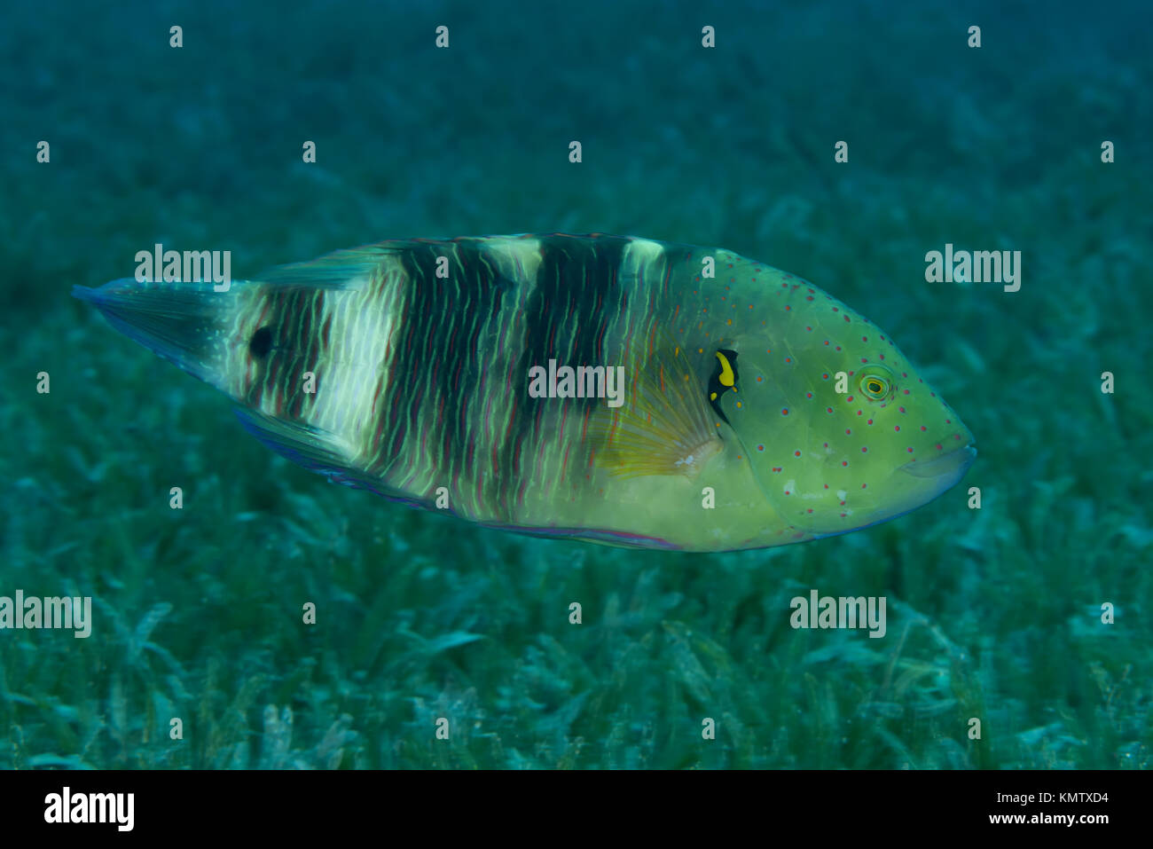 (Cheilinus Abudjubbe abudjubbe) Schwimmen über Sea Grass Stockfoto