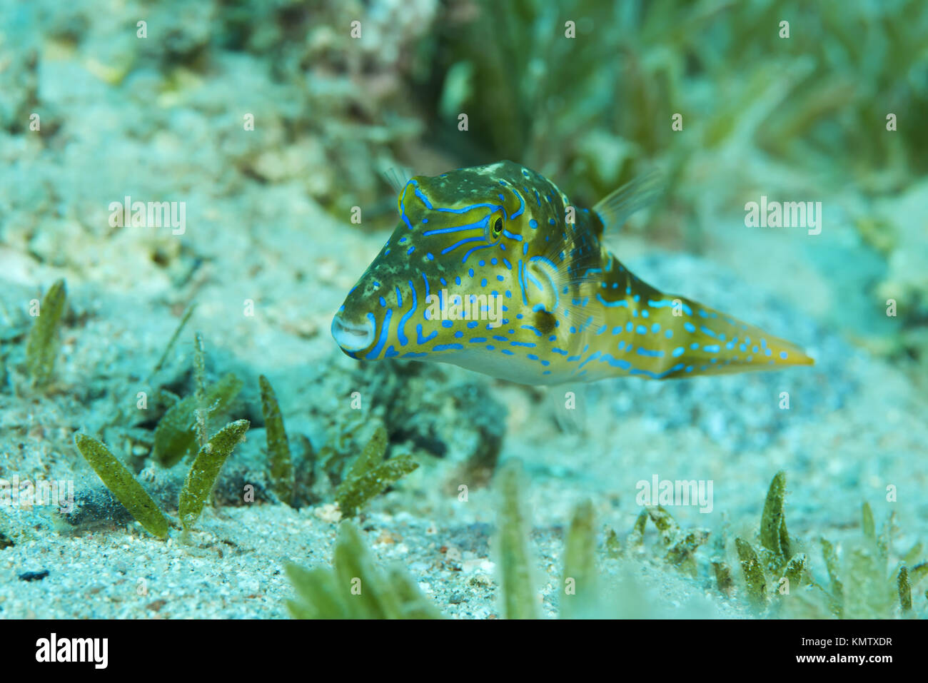 Gekrönt Puffer (Canthigaster coronata) Schwimmen über Sea Grass Stockfoto