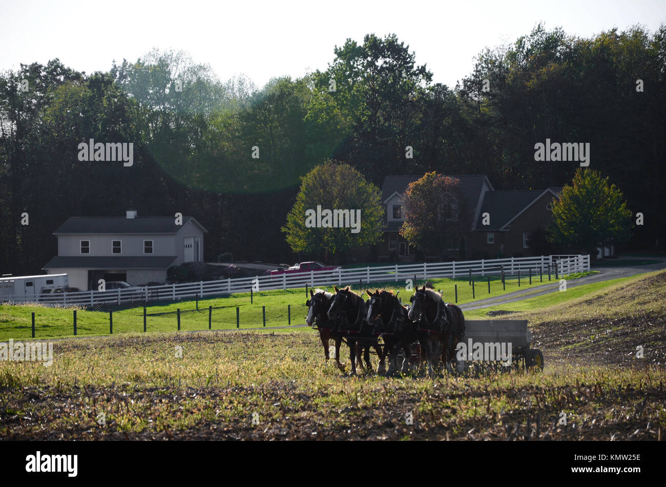 Amischen farmer pflügen Feld mit Team von vier Pferden, Holmes County, Ohio, USA Stockfoto