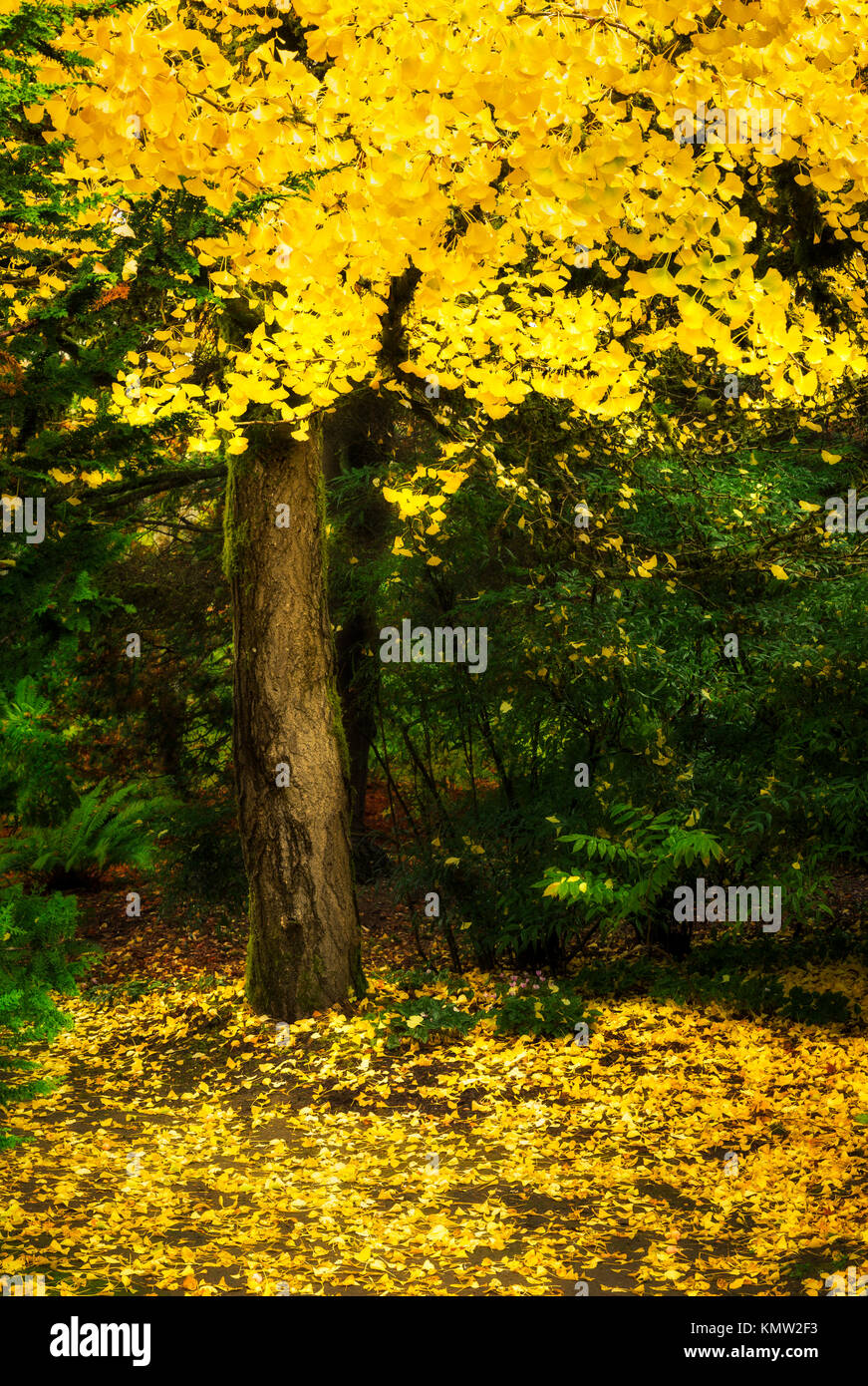 Mit gelben Falllaub in Seattle's Kubota Garten Baum Stockfoto