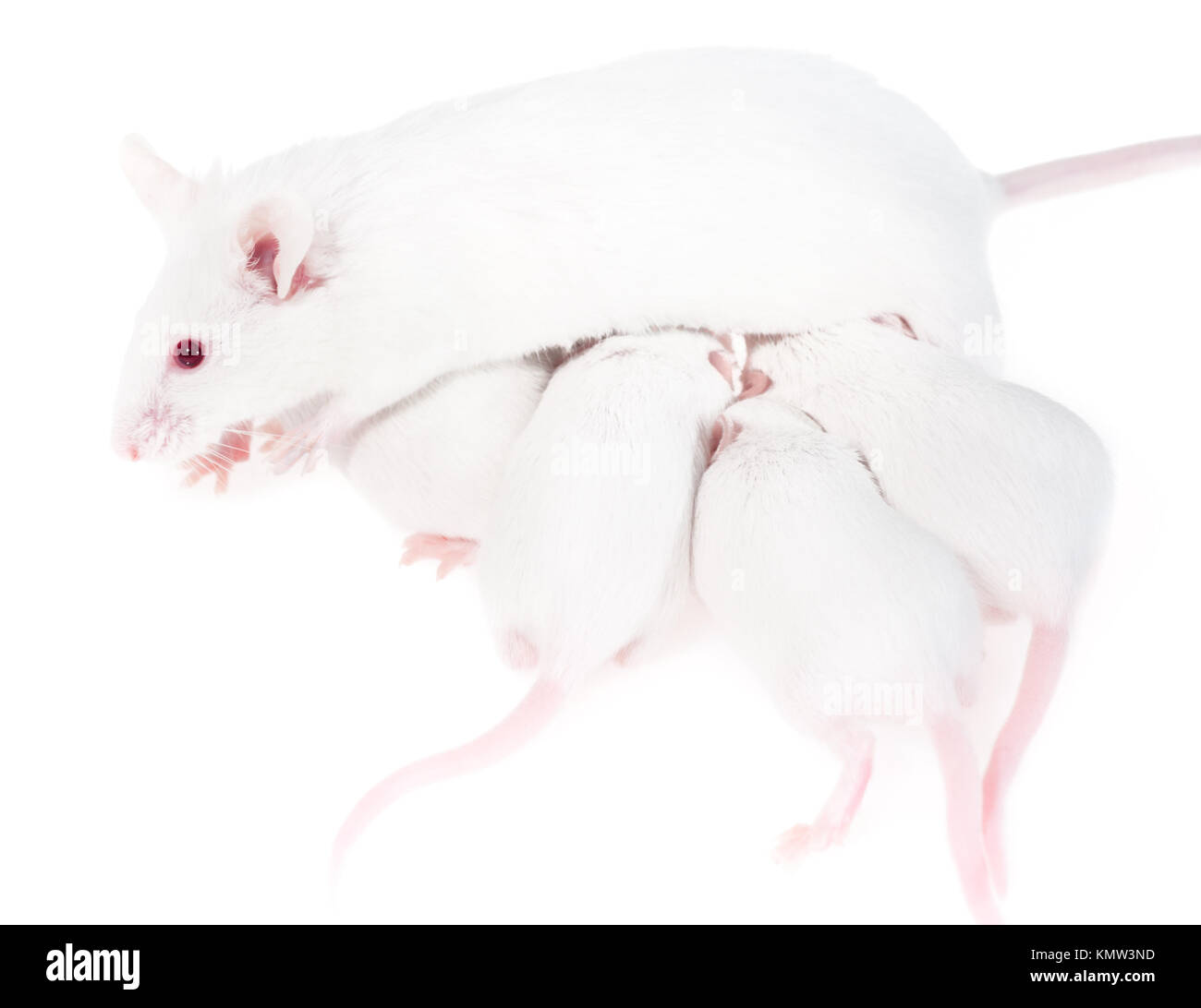 Weiße Mutter Maus feeds ihre Welpen, isoliert auf weißem Stockfoto