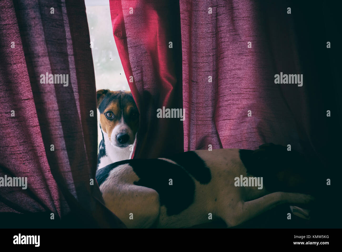 Jack Russell Stockfoto
